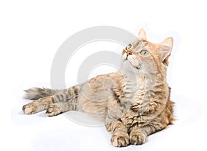 Big tabby Siberian cat