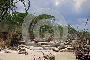 Big Talbot Island photo