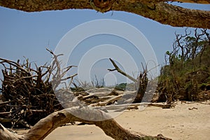 Big Talbot Island photo