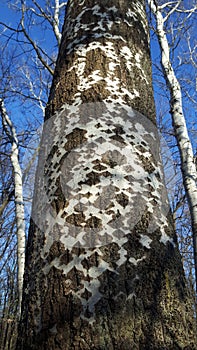 big tall elm trees in a sunny day