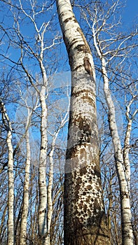 big tall elm trees in a sunny day