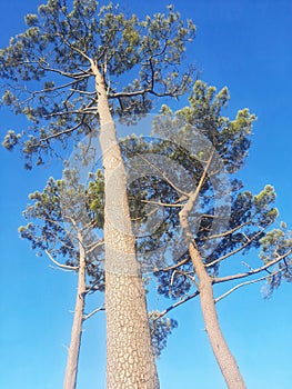 Big and tall trees from low angle view with blue sky background