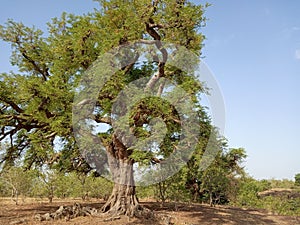 Big tamarind tree on a hill