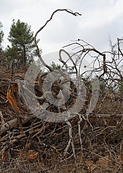 Big tangled snag on the hill