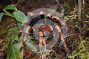 Tarantula in Monteverde  Costa Rica photo