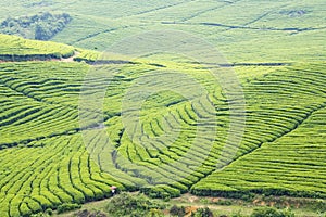 The big Tea Plantation