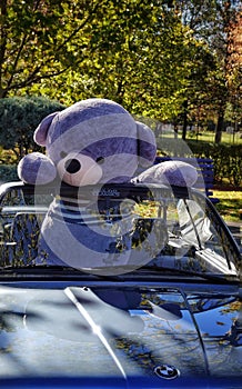 Big Teddy bear in a BMW convertible