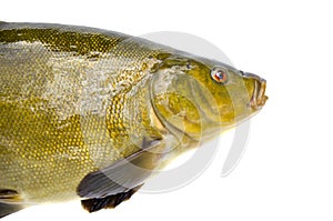 Big tench fish head on white