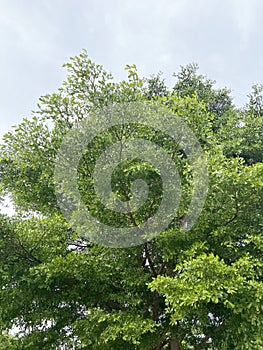 Big Terminalia ivorensis on the sky and clouds background