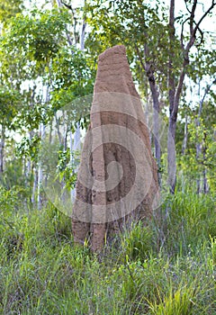 Big termite mound