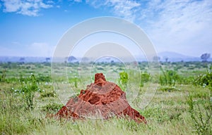 Big termite mound in Tsavo East Kenya. It is a wildlife photo from Africa.