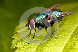 Metallic green fly on the green leaf