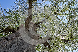 Big and thick trunk of an old cherry against the sky and flowering