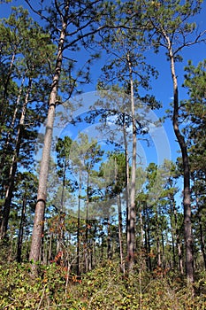 Big Thicket Trees