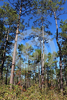 Big Thicket Trees photo