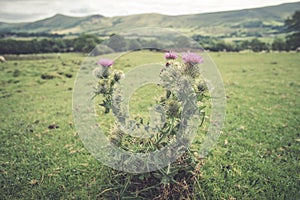 Big thistle flower in the meadow in the mountains in summer Peak District UK Edale