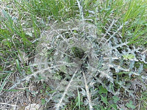 Big thistle in the forest in spring