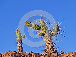 Big thorn cactus on a blue sky background