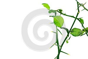 Big thorn of the kaffir lime branchs with leave isolated