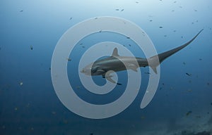 Big thresher shark photo