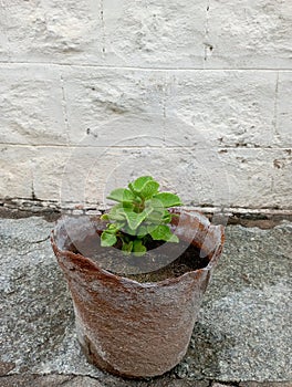 Big Thyme plant