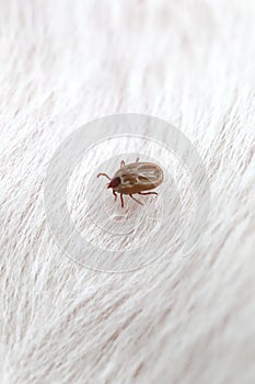 Big Ticks on a dog. photo