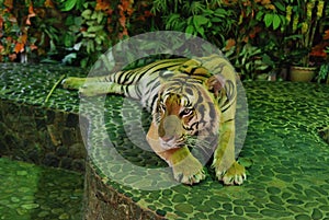 Big tiger ar farm in Thailand