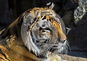 Big tiger head close up