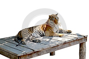 The big tiger looks elegant.