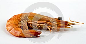 The big tiger prawn