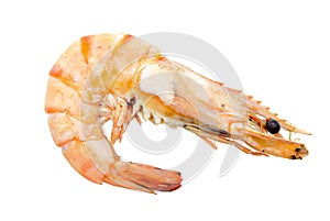 Big tiger shrimp isolated on white