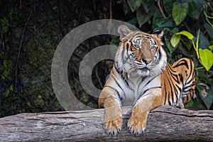 Big Tiger sit on the wood in wild