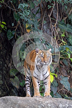 Big Tiger sit on the wood in wild