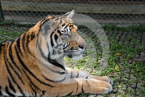 Big tiger sitting on the green grass