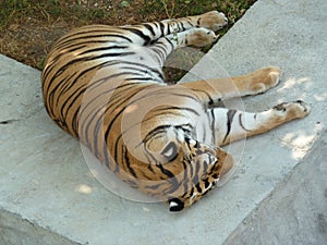 Big tiger sleeps in the shade of trees.