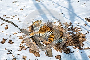 Big tiger in the snow, the beautiful, wild, striped cat, in open Woods, looking directly at us.