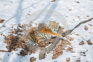 Big tiger in the snow, the beautiful, wild, striped cat, in open Woods, looking directly at us.