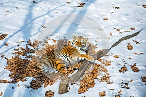 Big tiger in the snow, the beautiful, wild, striped cat, in open Woods, looking directly at us.