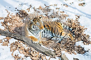 Big tiger in the snow, the beautiful, wild, striped cat, in open Woods, looking directly at us.