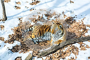 Big tiger in the snow, the beautiful, wild, striped cat, in open Woods, looking directly at us.