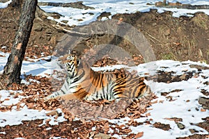 Big tiger in the snow, the beautiful, wild, striped cat, in open Woods, looking directly at us.