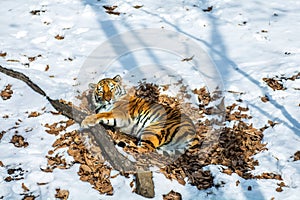 Big tiger in the snow, the beautiful, wild, striped cat, in open Woods, looking directly at us.