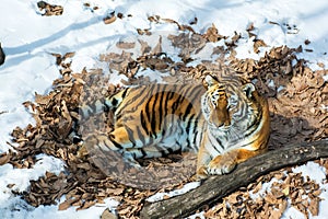 Big tiger in the snow, the beautiful, wild, striped cat, in open Woods, looking directly at us.