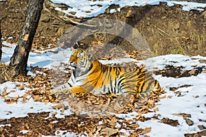 Big tiger in the snow, the beautiful, wild, striped cat, in open Woods, looking directly at us.