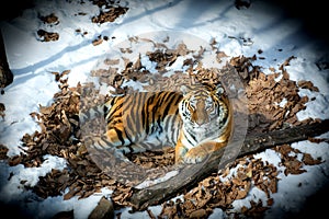 Big tiger in the snow, the beautiful, wild, striped cat, in open Woods, looking directly at us.