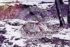 Big tiger in the snow, the beautiful, wild, striped cat, in open Woods, looking directly at us.