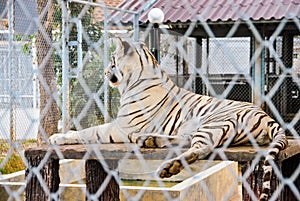 Big Tiger in Steel Wire Mesh Fence [Panthera Tigris]