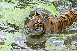 Big Tiger swimming among green lake. Symbol of 2022 Chinese new year