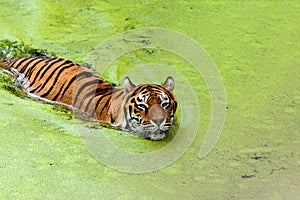 Big Tiger swimming among green lake. Symbol of 2022 Chinese new year