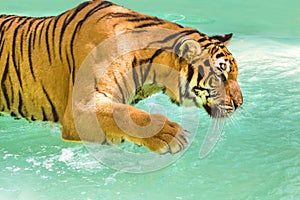 Big Tiger in water